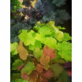 Heuchera Mélange