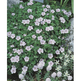 Geranium Sanguineum Striatum Rose