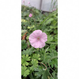 Geranium Sanguineum Striatum Rose