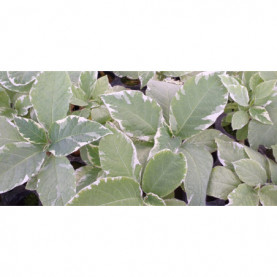 Datura Variegata Saumon 