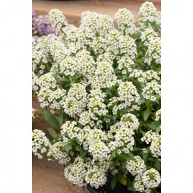 Lobularia Reine Blanche - White Stream