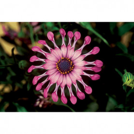 Osteospermum Spider Pink