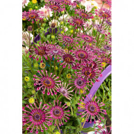 Osteospermum Spider Purple