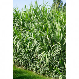 Arundo Donax Vert Canne De Provence