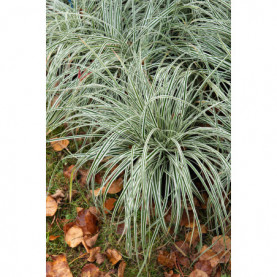 Carex Everest