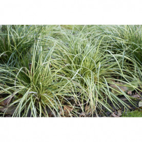 Carex Evergold