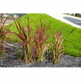 Imperata Cylindrica Red Baron 