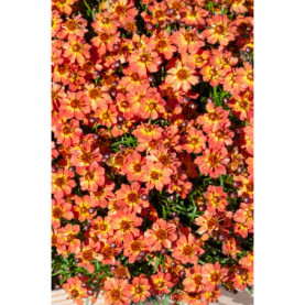 Coreopsis Bt Rum Punch Rose Saumon