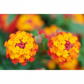 Lantana Brasier