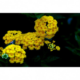 Lantana Pendula Jaune Jai Pur 