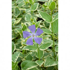 Vinca Major Variegata Bleu