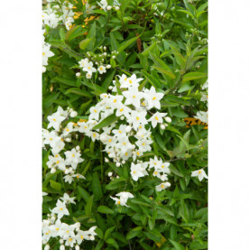 Solanum Jasminoides Blanc 