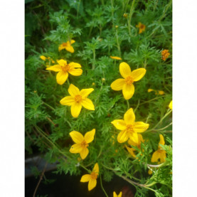 Bidens Eldoro Yellow Charm Semi Compact