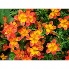 Bidens Hawaiian Flare Red Drop Rouge