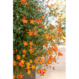 Bidens Hawaiian Flare Red Drop Rouge