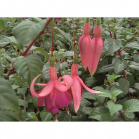 Fuchsia Général Bekerley