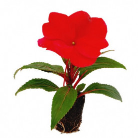 Impatiens Nouvelle Guinée Para Martinique Rouge 