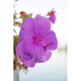 Tibouchina