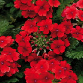 Verveine Vanessa Red